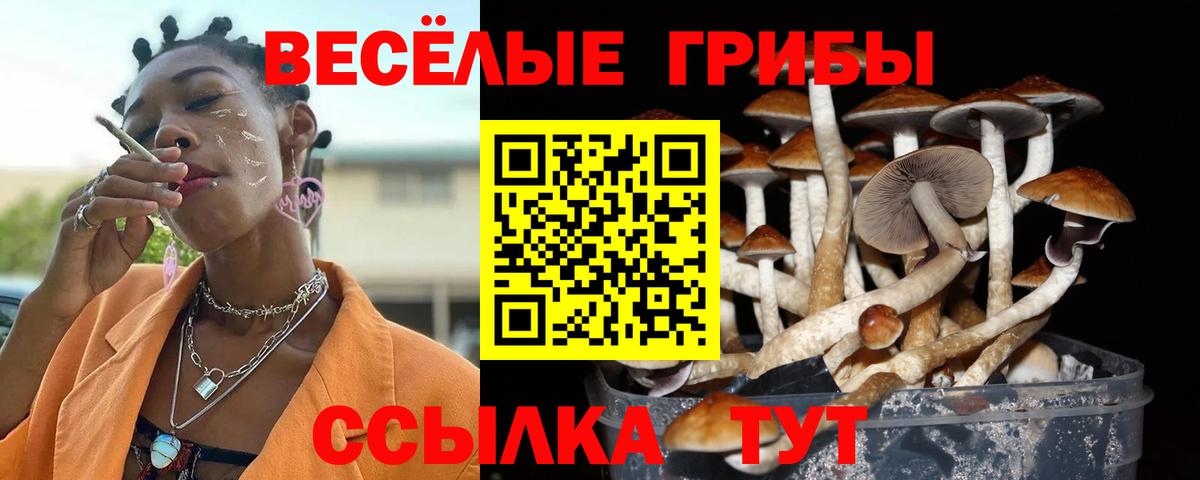 Галлюциногенные грибы Psilocybine cubensis Петрозаводск